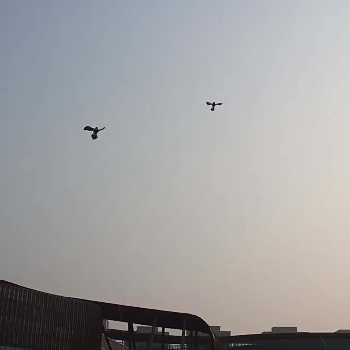 Cerf-volant cr¨¦atif pour plage et parc, id¨¦al pour les 14 ans et plus, t¨ºte chauve en fibre de polyester haute performance avec ligne de cerf-volant de 1968,5 pouces, durable et facile ¨¤ assembler - Pack individuel